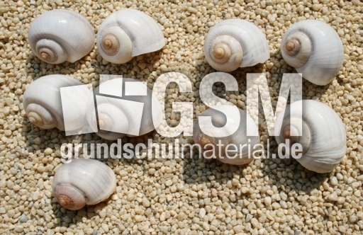 Schneckenhäuser-5+4.jpg